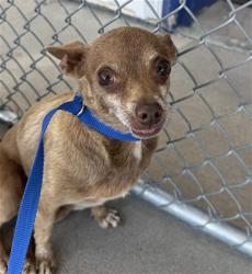 Shelter Stray Male Dog last seen Near BLOCK PIERCE ST, TAFT CA 93268, Bakersfield, CA 93308