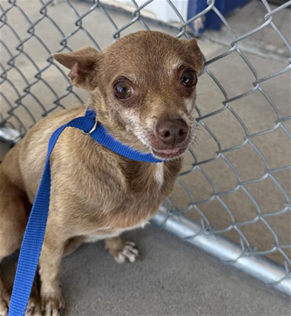 Shelter Stray Male Dog last seen Near BLOCK PIERCE ST, TAFT CA 93268, Bakersfield, CA 93308