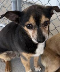 Shelter Stray Male Dog last seen Near BLOCK PIERCE ST, TAFT CA 93268, Bakersfield, CA 93308
