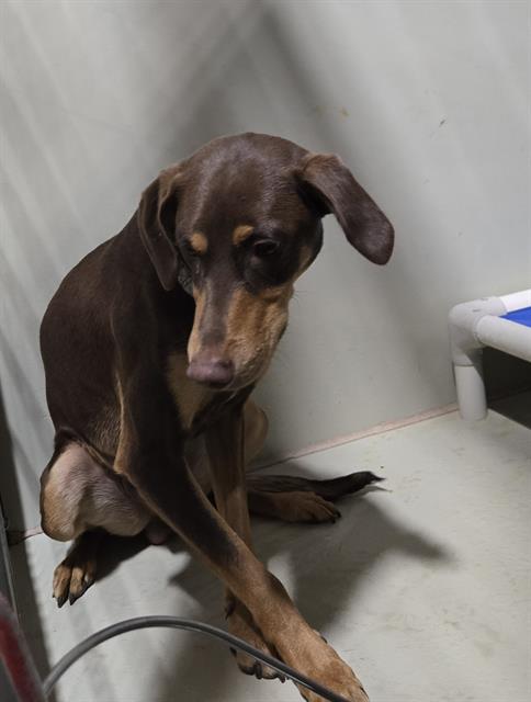Shelter Stray Male Dog last seen Near BLOCK S I ST, BAKERSFIELD CA 93304, Bakersfield, CA 93308