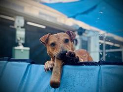 Shelter Stray Male Dog last seen , Orlando, FL 32839