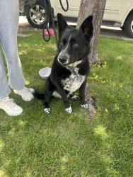 Reunited Female Dog last seen Harmony Crossing Timberline road, Fort Collins, CO 80528