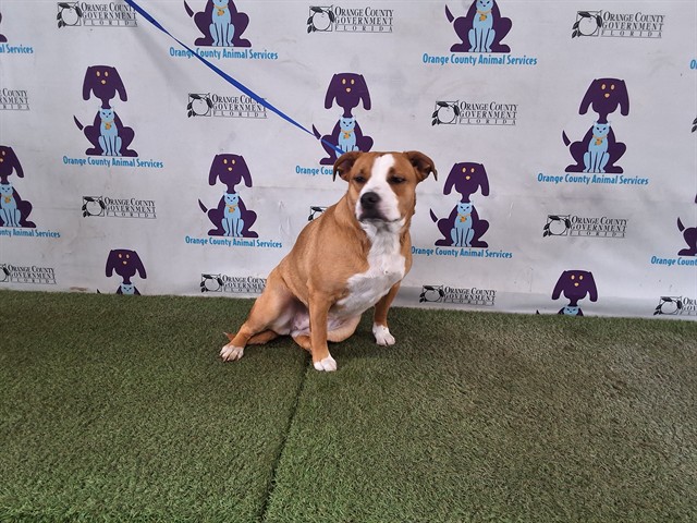 Shelter Stray Female Dog last seen , Orlando, FL 32839