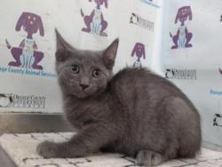 Shelter Stray Male Cat last seen , Orlando, FL 32839