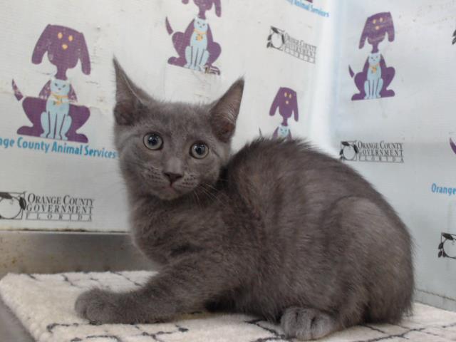 Shelter Stray Male Cat last seen , Orlando, FL 32839