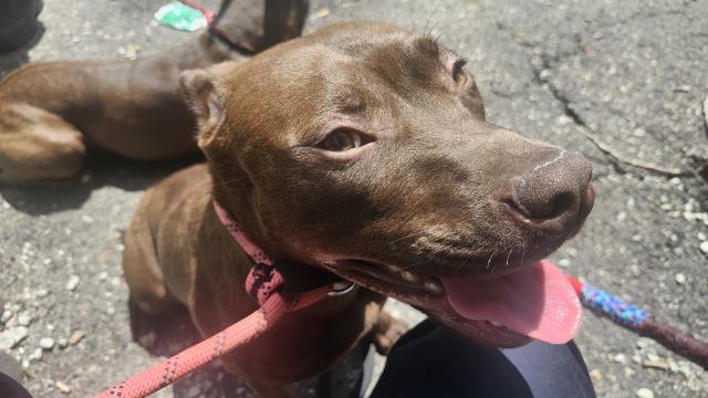Shelter Stray Female Dog last seen Near BLOCK WHITCOMB ST, DETROIT MI 48235, 7401 Chrysler Dr, Detroit, MI 48211, USA