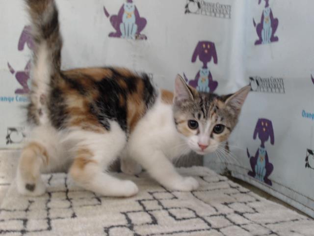 Shelter Stray Female Cat last seen , Orlando, FL 32839