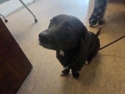 Shelter Stray Female Dog last seen GRAVOIS RD AND TESSON FERRY RD, Brentwood, MO 63144