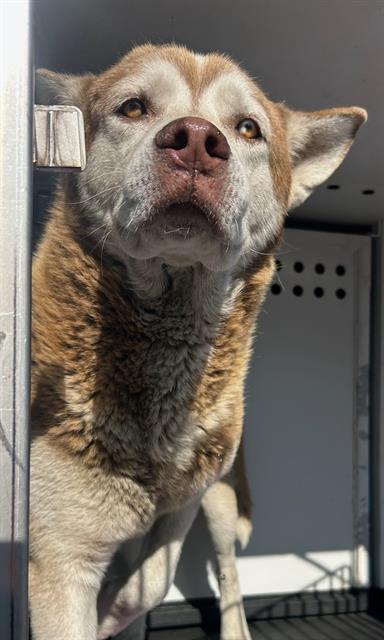 Shelter Stray Male Dog last seen FAIRFAX/AUBURN, BAKERSFIELD, CA, Bakersfield, CA 93307