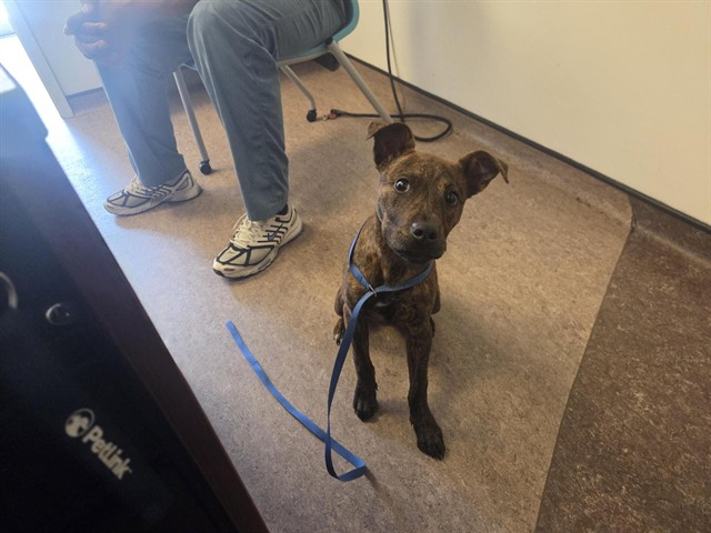 Shelter Stray Female Dog last seen LACKLAND RD AND KORANDO AVE, Brentwood, MO 63144