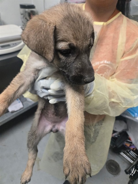 Shelter Stray Female Dog last seen MT VERNON BAKERSFIELD, Bakersfield, CA 93307