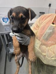 Shelter Stray Female Dog last seen MT VERNON BAKERSFIELD, Bakersfield, CA 93307
