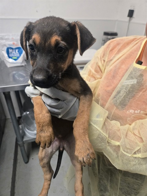 Shelter Stray Female Dog last seen MT VERNON BAKERSFIELD, Bakersfield, CA 93307