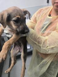 Shelter Stray Female Dog last seen MT VERNON BAKERSFIELD, Bakersfield, CA 93307