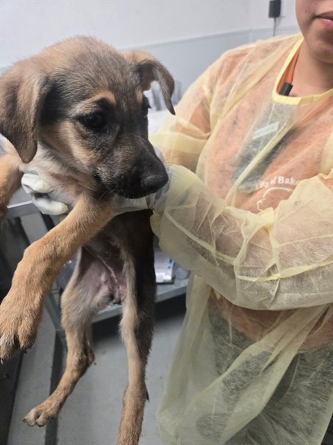 Shelter Stray Female Dog last seen MT VERNON BAKERSFIELD, Bakersfield, CA 93307