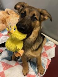 Shelter Stray Female Dog last seen Near BLOCK RESEARCH WAY, 4522 W 3500 S, West Valley City, UT 84120, USA