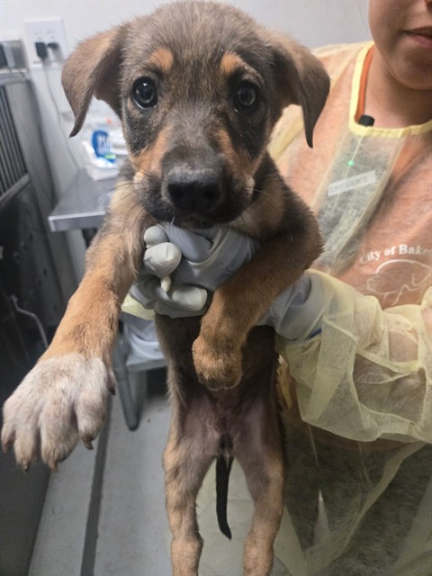Shelter Stray Female Dog last seen MT VERNON BAKERSFIELD, Bakersfield, CA 93307