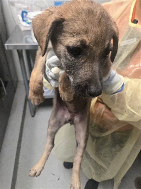 Shelter Stray Female Dog last seen MT VERNON BAKERSFIELD, Bakersfield, CA 93307