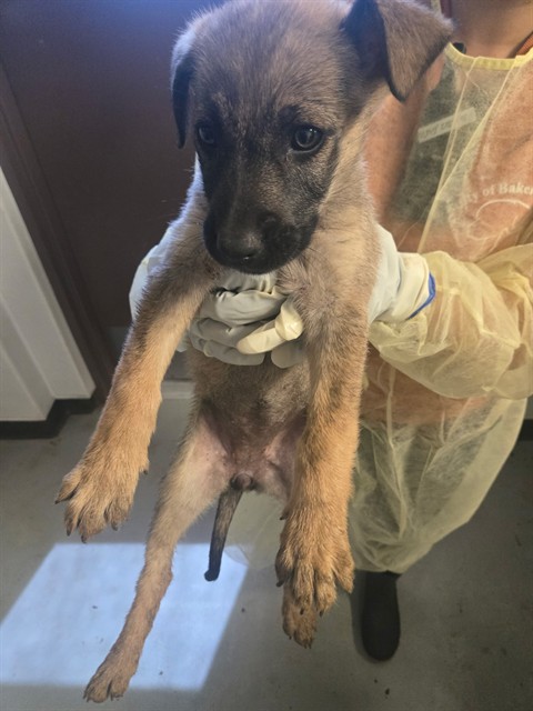 Shelter Stray Female Dog last seen MT VERNON BAKERSFIELD, Bakersfield, CA 93307