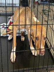 Shelter Stray Female Dog last seen Near BLOCK ELLA AVE,63133, Olivette, MO 63132