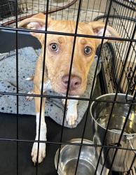 Shelter Stray Female Dog last seen Near BLOCK ELLA AVE,63133, Olivette, MO 63132