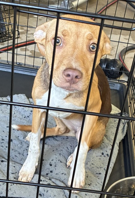 Shelter Stray Female Dog last seen Near BLOCK ELLA AVE,63133, Olivette, MO 63132