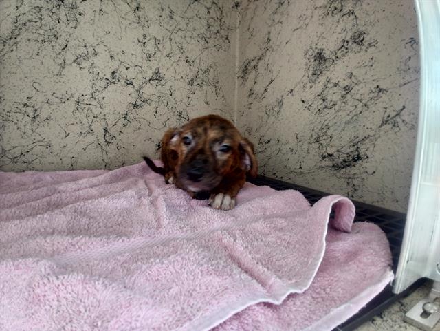 Shelter Stray Unknown Dog last seen Near BLOCK NW 6 PL, FORT LAUDERDALE FL 33311, Davie, FL 33312
