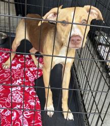 Shelter Stray Male Dog last seen Near BLOCK ELLA AVE,63133, Olivette, MO 63132