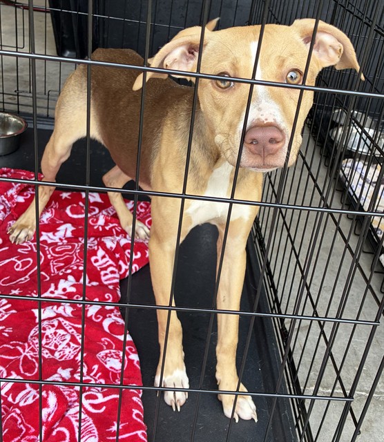 Shelter Stray Male Dog last seen Near BLOCK ELLA AVE,63133, Olivette, MO 63132