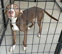 Shelter Stray Female Dog last seen Near BLOCK ELLA AVE,63133, Olivette, MO 63132