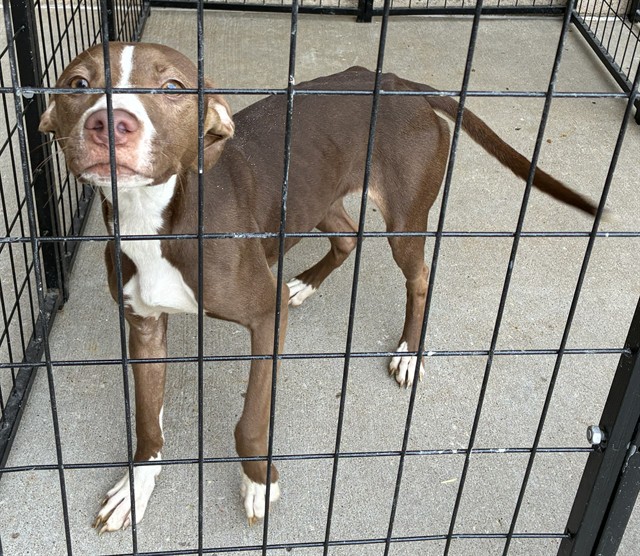 Shelter Stray Female Dog last seen Near BLOCK ELLA AVE,63133, Olivette, MO 63132