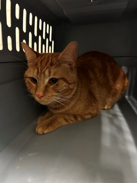 Shelter Stray Male Cat last seen GRAND CIRCLE DR,63043, Olivette, MO 63132