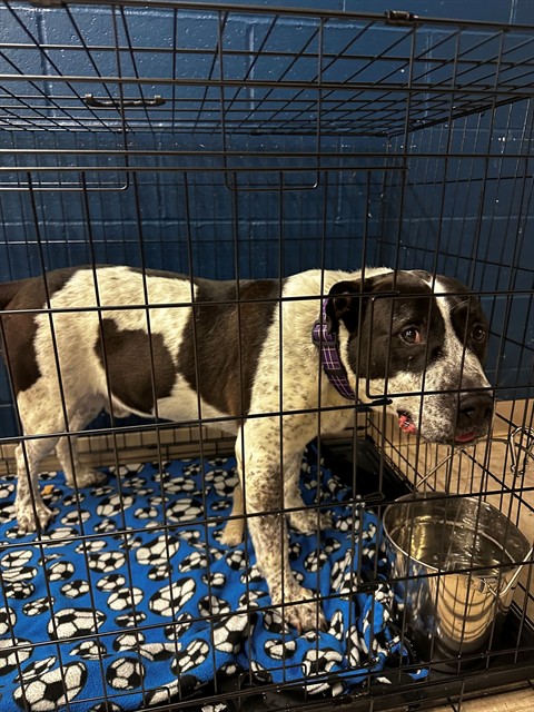 Shelter Stray Male Dog last seen FLORISSANT,63031, Olivette, MO 63132