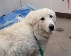 Shelter Stray Female Dog last seen , Tucson, AZ 85745