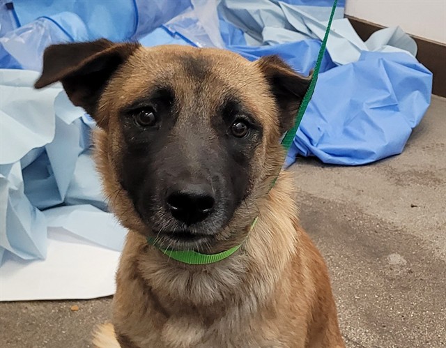Shelter Stray Female Dog last seen , Tucson, AZ 85745