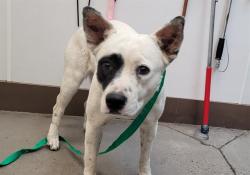 Shelter Stray Female Dog last seen , Tucson, AZ 85745
