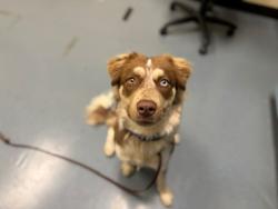 Shelter Stray Female Dog last seen E COLFAX AVE & N MARION ST DENVER CO 80218, Denver, CO 80223