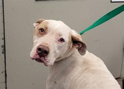 Shelter Stray Female Dog last seen , Tucson, AZ 85745