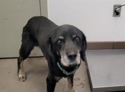 Shelter Stray Male Dog last seen , Tucson, AZ 85745