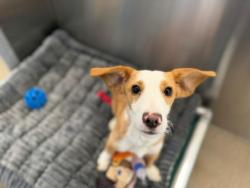 Shelter Stray Male Dog last seen Near BLOCK S TENNYSON WAY, DENVER CO 80219, Denver, CO 80223