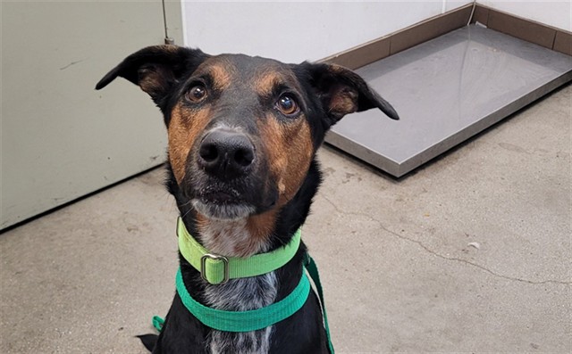 Shelter Stray Male Dog last seen , Tucson, AZ 85745