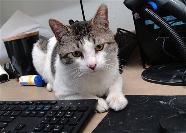 Shelter Stray Male Cat last seen ATRISCO VISTA SW, Albuquerque, NM 87105