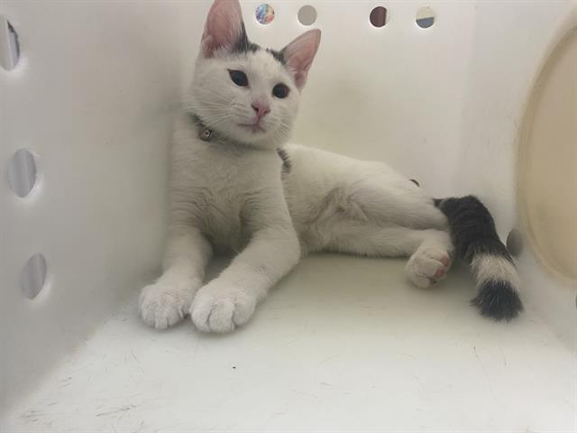 Shelter Stray Male Cat last seen Near BLOCK N 84TH ST, Milwaukee, WI 53215
