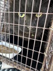 Shelter Stray Female Cat last seen , Pueblo, CO 81008