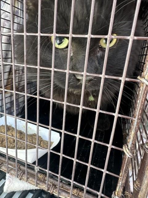 Shelter Stray Female Cat last seen , Pueblo, CO 81008