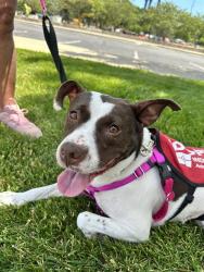 Shelter Stray Female Dog last seen Near , Indianapolis, IN 46221