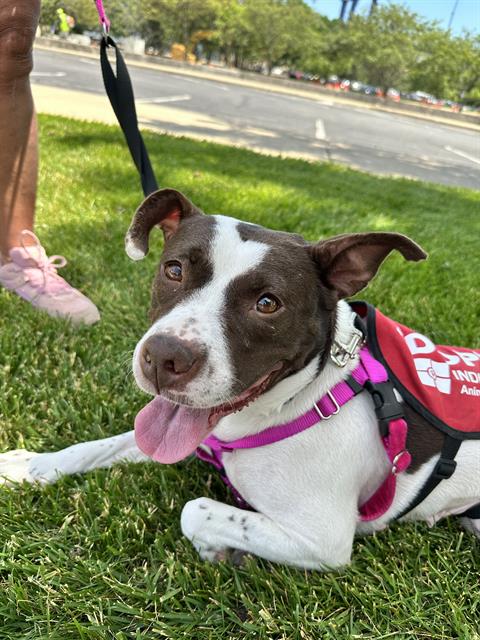 Shelter Stray Female Dog last seen Near , 2600 S Harding St, Indianapolis, IN 46221, USA