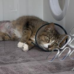 Shelter Stray Female Cat last seen Near , Indianapolis, IN 46221