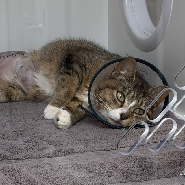 Shelter Stray Female Cat last seen Near , Indianapolis, IN 46221