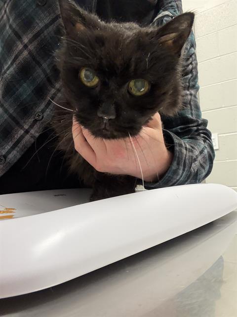 Shelter Stray Female Cat last seen Near , Indianapolis, IN 46221